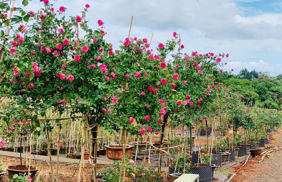 Trang trại hoa hồng rộng 18.000m2, đẹp mê mẩn của chàng trai phố núi